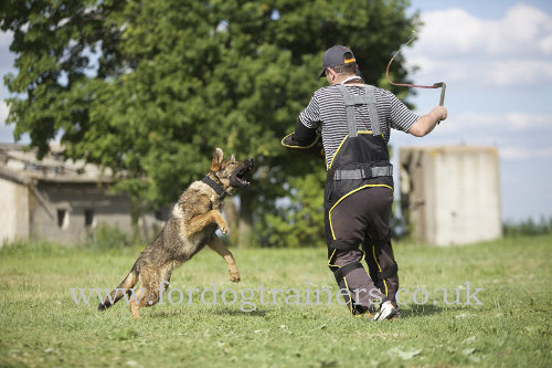 dog training agitation whip